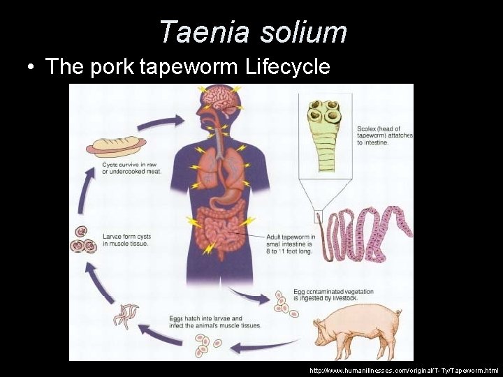 Taenia solium • The pork tapeworm Lifecycle http: //www. humanillnesses. com/original/T-Ty/Tapeworm. html 