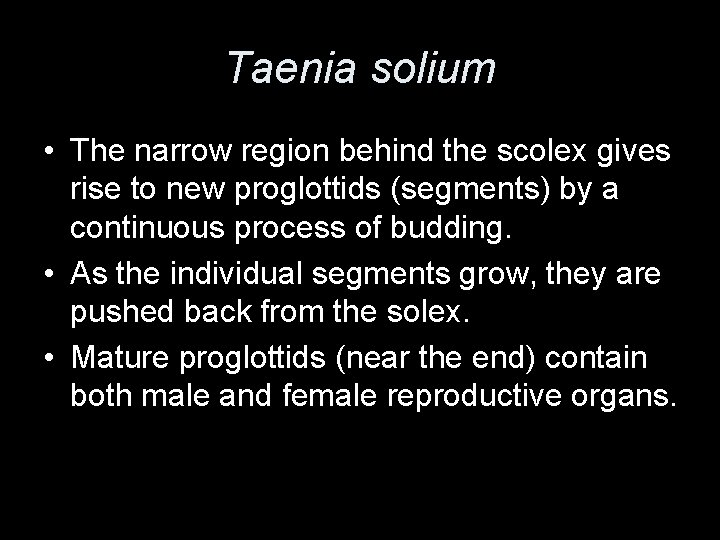 Taenia solium • The narrow region behind the scolex gives rise to new proglottids
