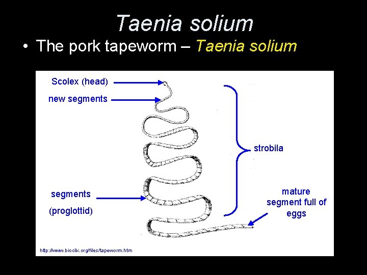 Taenia solium • The pork tapeworm – Taenia solium Scolex (head) new segments strobila