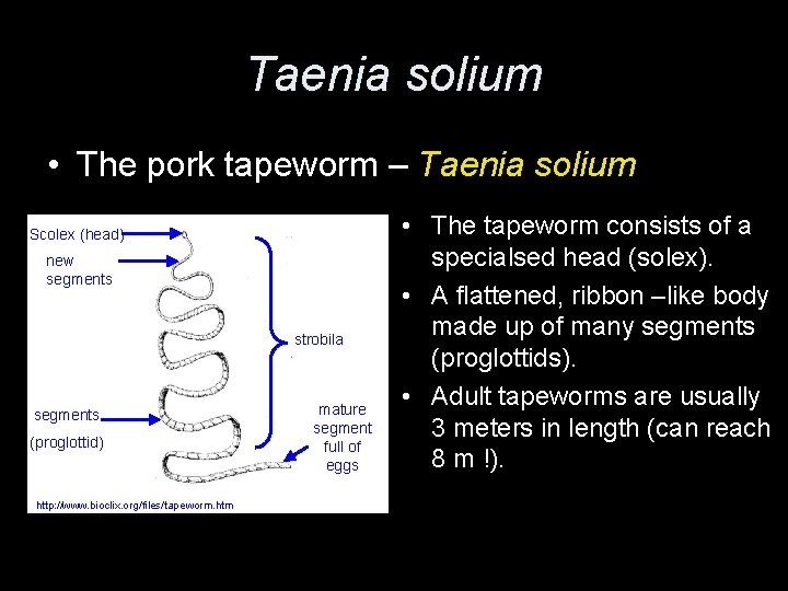 Taenia solium • The pork tapeworm – Taenia solium Scolex (head) new segments strobila