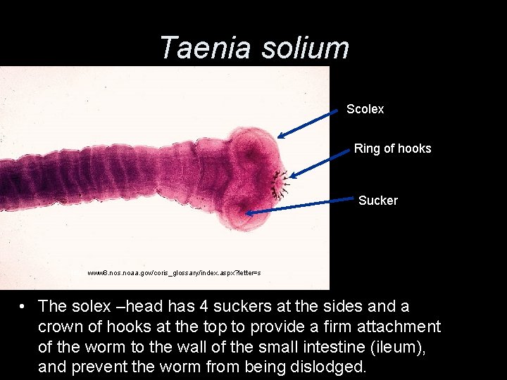 Taenia solium Scolex Ring of hooks Sucker http: //www 8. nos. noaa. gov/coris_glossary/index. aspx?