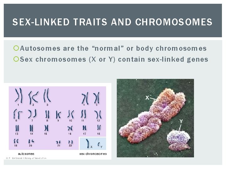 SEX-LINKED TRAITS AND CHROMOSOMES Autosomes are the “normal” or body chromosomes Sex chromosomes (X