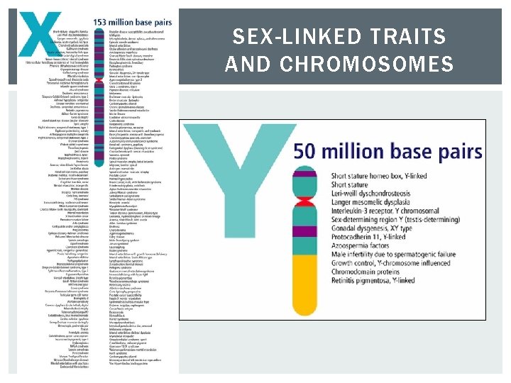SEX-LINKED TRAITS AND CHROMOSOMES 
