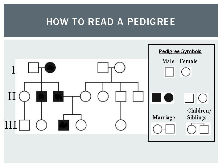 HOW TO READ A PEDIGREE Pedigree Symbols I Male Female II III Marriage Children/