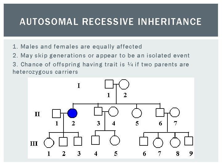 AUTOSOMAL RECESSIVE INHERITANCE 1. Males and females are equally affected 2. May skip generations