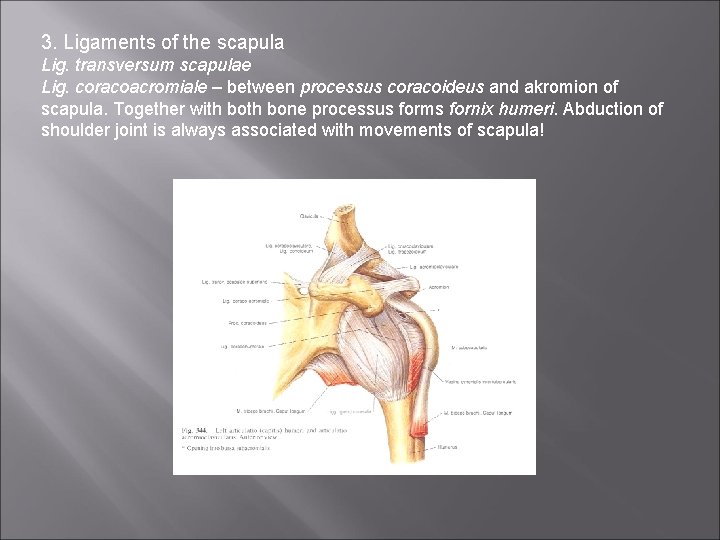 3. Ligaments of the scapula Lig. transversum scapulae Lig. coracoacromiale – between processus coracoideus