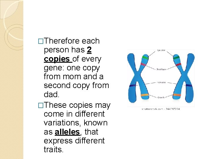 �Therefore each person has 2 copies of every gene: one copy from mom and