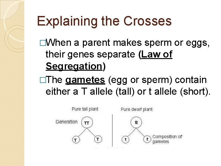 Explaining the Crosses �When a parent makes sperm or eggs, their genes separate (Law