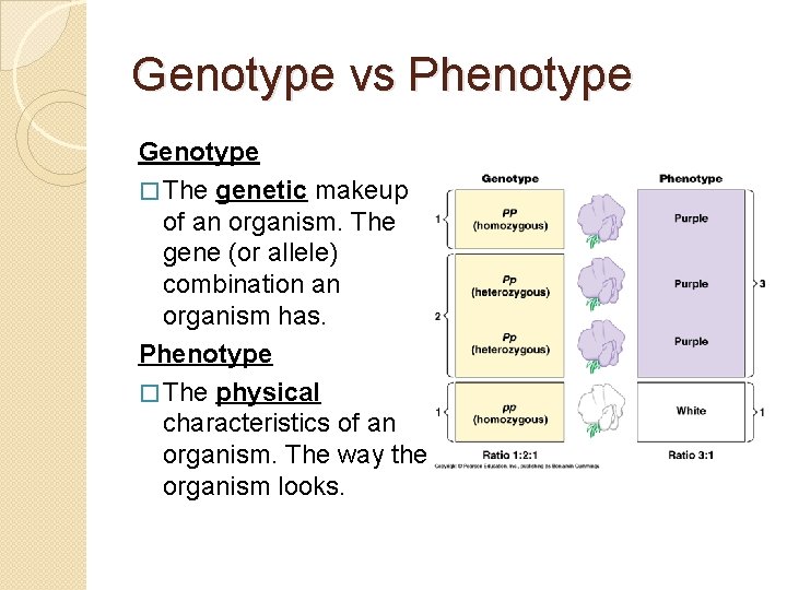Genotype vs Phenotype Genotype � The genetic makeup of an organism. The gene (or