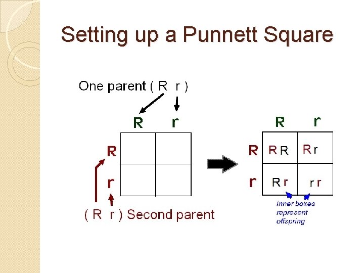 Setting up a Punnett Square 