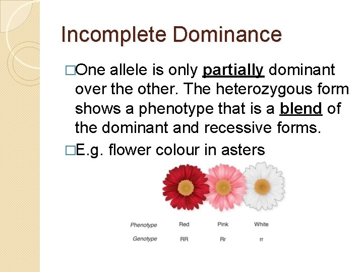Incomplete Dominance �One allele is only partially dominant over the other. The heterozygous form