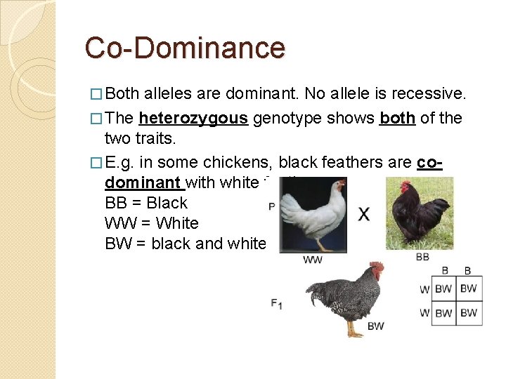 Co-Dominance � Both alleles are dominant. No allele is recessive. � The heterozygous genotype