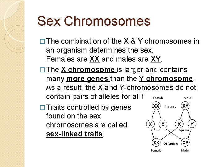 Sex Chromosomes � The combination of the X & Y chromosomes in an organism