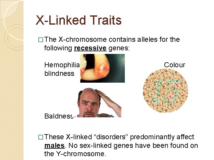 X-Linked Traits � The X-chromosome contains alleles for the following recessive genes: Hemophilia blindness