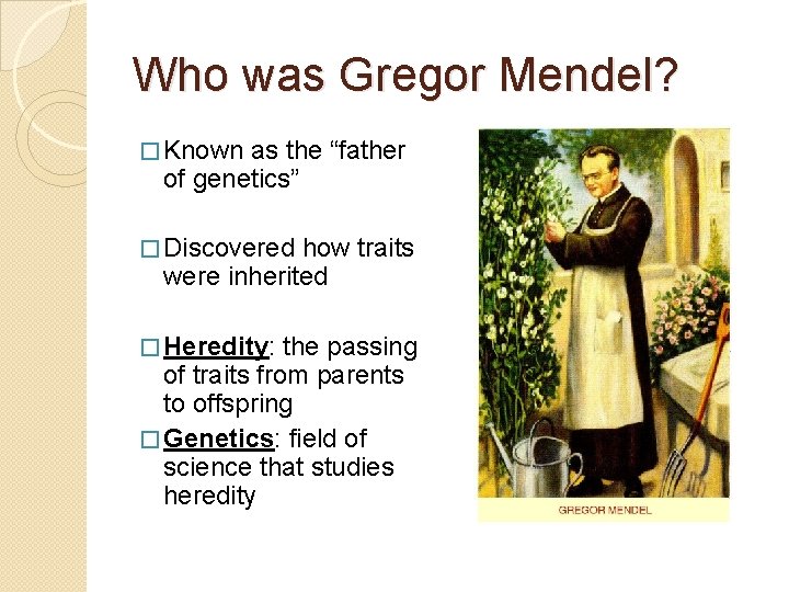 Who was Gregor Mendel? � Known as the “father of genetics” � Discovered how