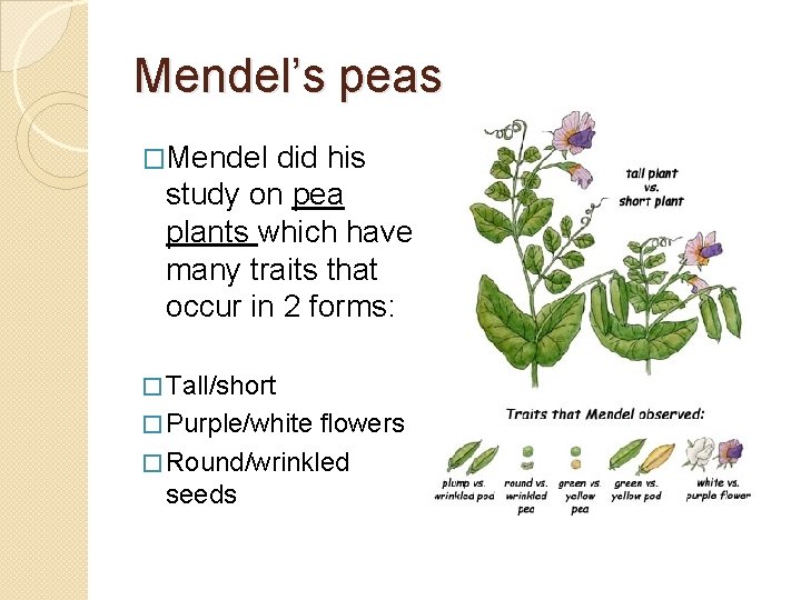 Mendel’s peas �Mendel did his study on pea plants which have many traits that