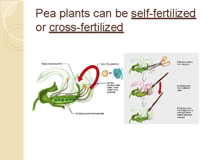 Pea plants can be self-fertilized or cross-fertilized 