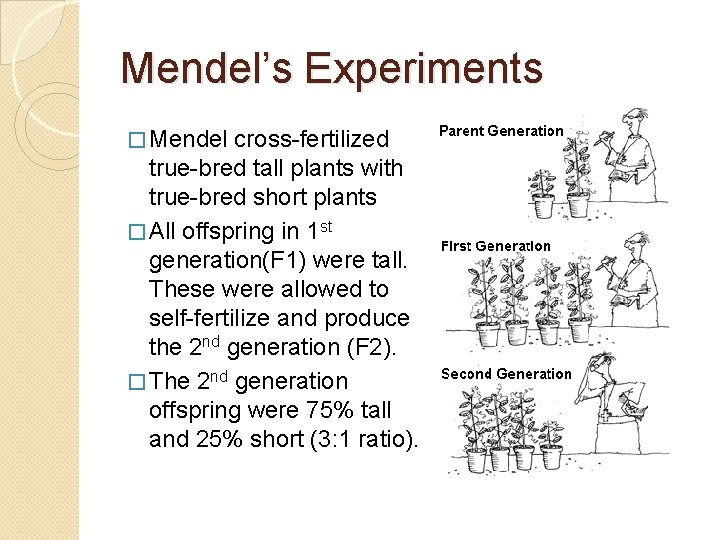 Mendel’s Experiments � Mendel cross-fertilized true-bred tall plants with true-bred short plants � All