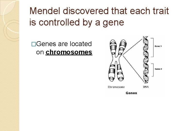 Mendel discovered that each trait is controlled by a gene �Genes are located on