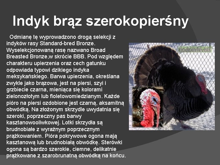 Indyk brąz szerokopierśny Odmianę tę wyprowadzono drogą selekcji z indyków rasy Standard-bred Bronze. Wyselekcjonowaną