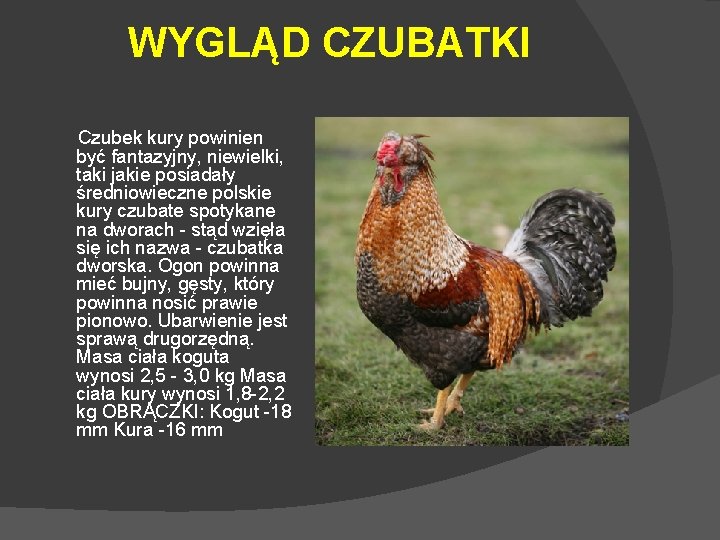 WYGLĄD CZUBATKI Czubek kury powinien być fantazyjny, niewielki, taki jakie posiadały średniowieczne polskie kury
