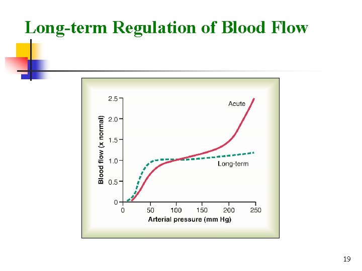 Long-term Regulation of Blood Flow 19 