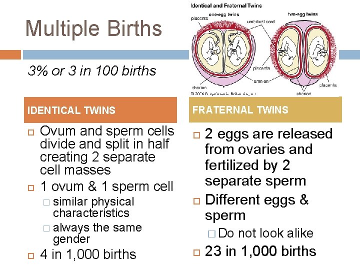 Multiple Births 3% or 3 in 100 births IDENTICAL TWINS Ovum and sperm cells