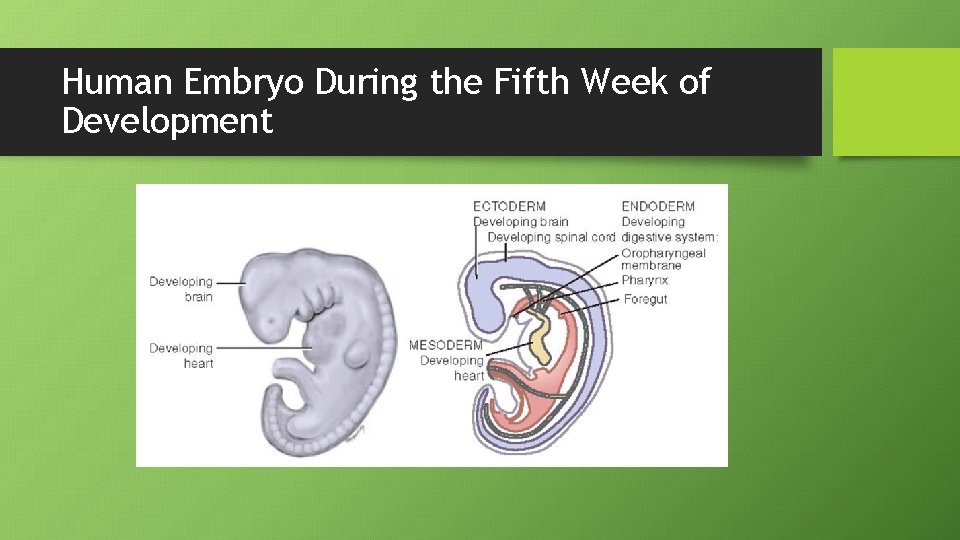 Human Embryo During the Fifth Week of Development 