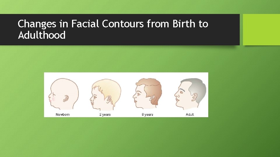 Changes in Facial Contours from Birth to Adulthood 