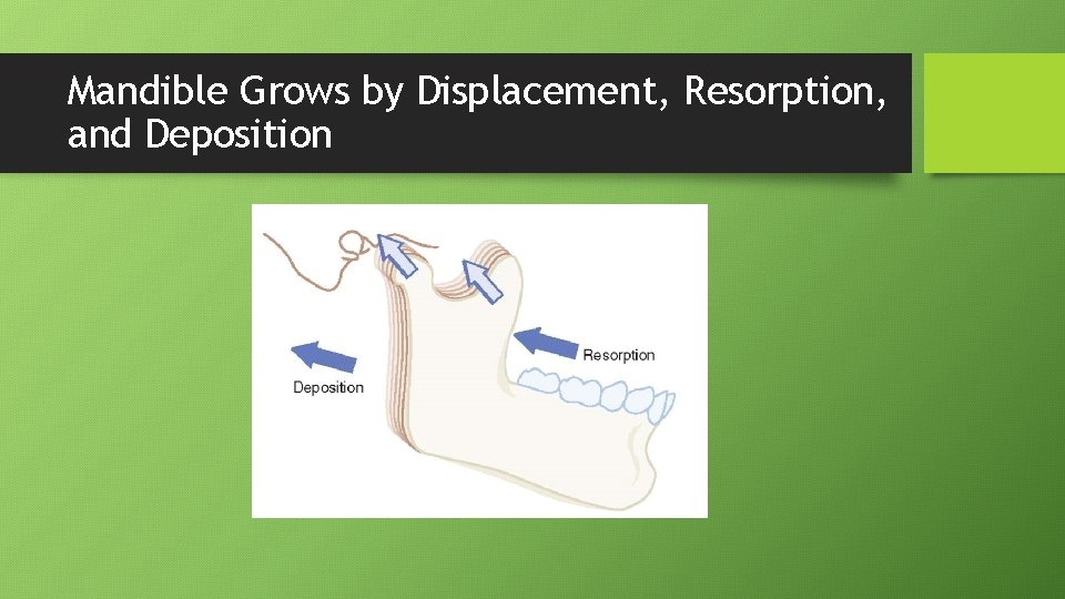 Mandible Grows by Displacement, Resorption, and Deposition 
