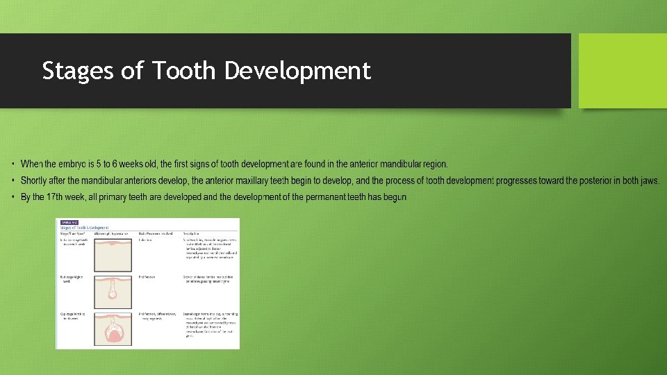 Stages of Tooth Development 