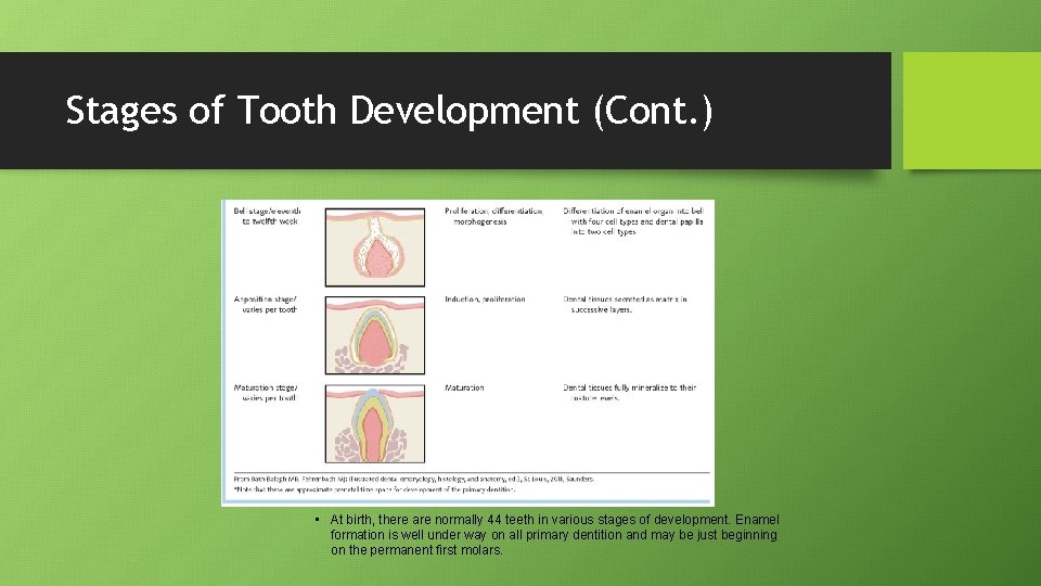 Stages of Tooth Development (Cont. ) • At birth, there are normally 44 teeth