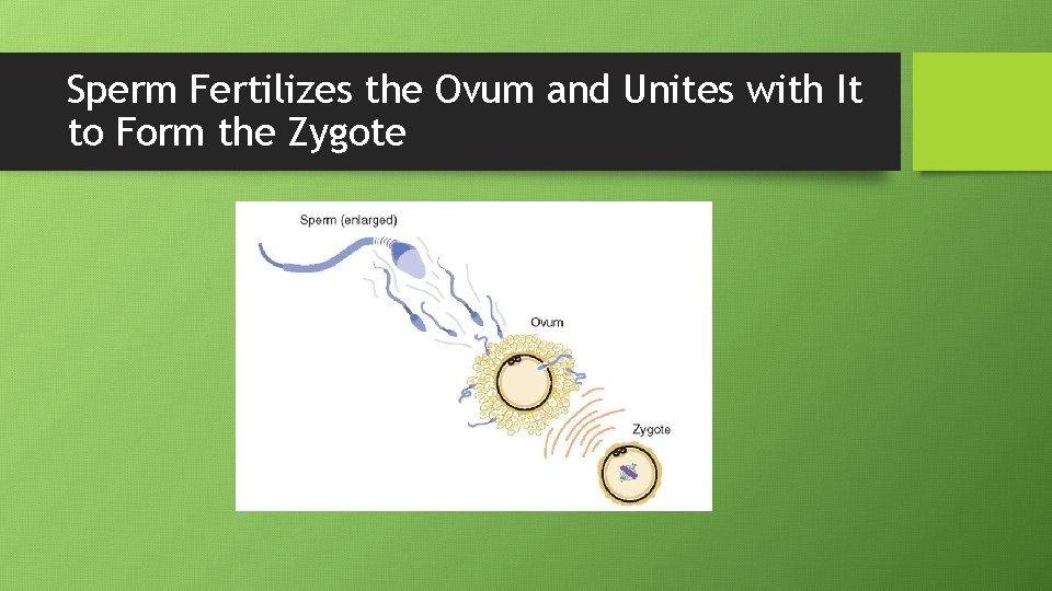 Sperm Fertilizes the Ovum and Unites with It to Form the Zygote 