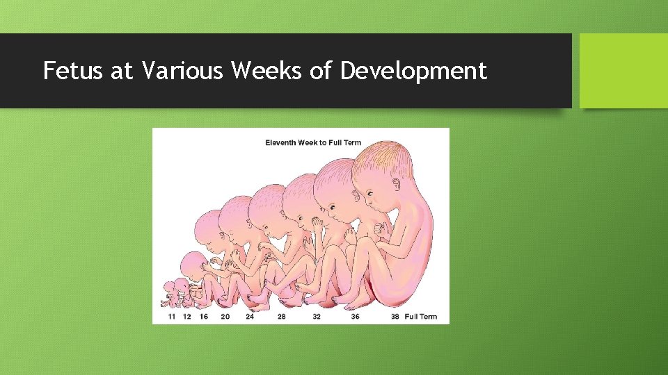Fetus at Various Weeks of Development 
