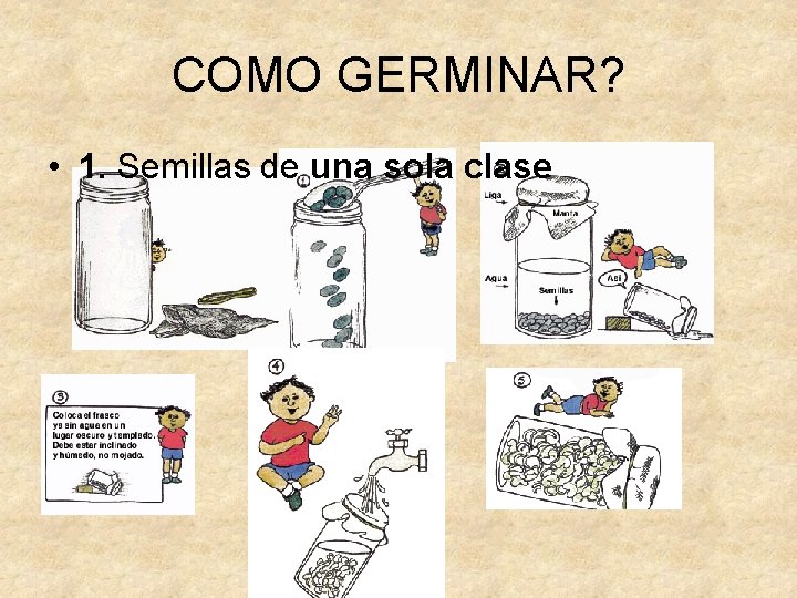 COMO GERMINAR? • 1. Semillas de una sola clase 