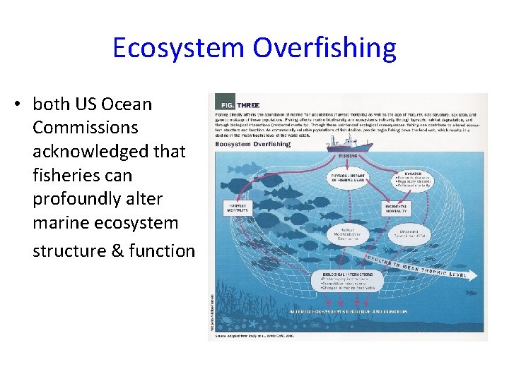 Ecosystem Overfishing • both US Ocean Commissions acknowledged that fisheries can profoundly alter marine