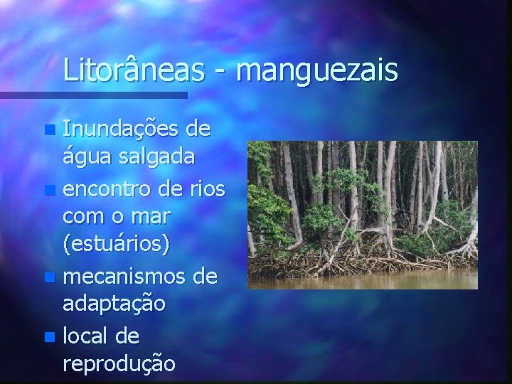 Litorâneas - manguezais Inundações de água salgada n encontro de rios com o mar