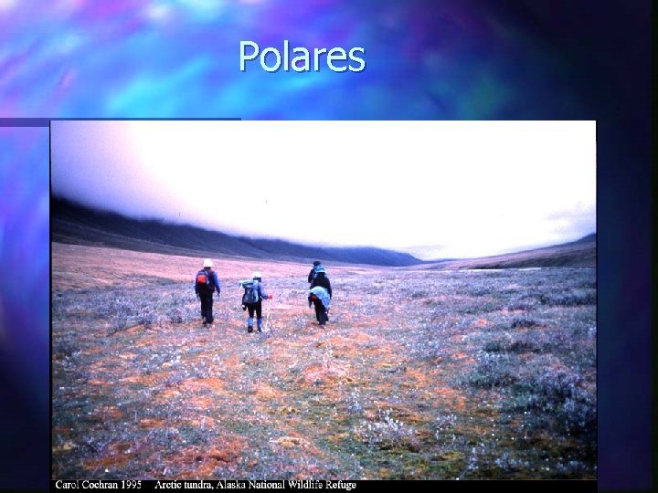 Polares 