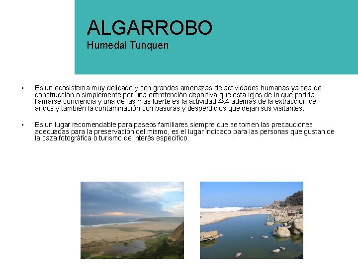 ALGARROBO Humedal Tunquen • Es un ecosistema muy delicado y con grandes amenazas de