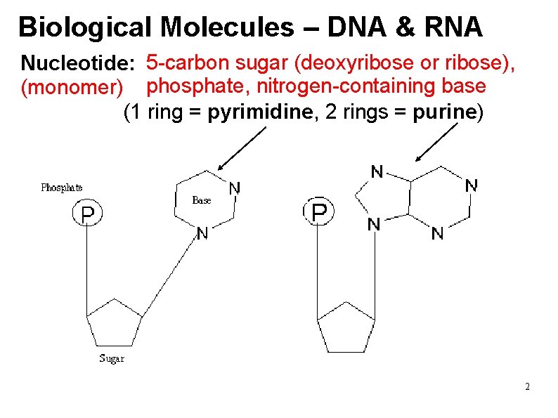 Biological Molecules – DNA & RNA Nucleotide: 5 -carbon sugar (deoxyribose or ribose), (monomer)