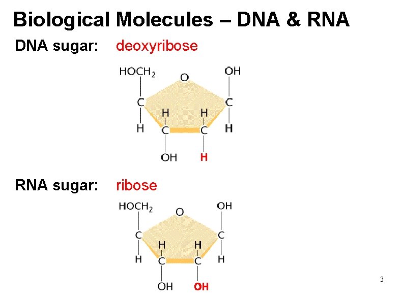 Biological Molecules – DNA & RNA DNA sugar: deoxyribose RNA sugar: ribose 3 