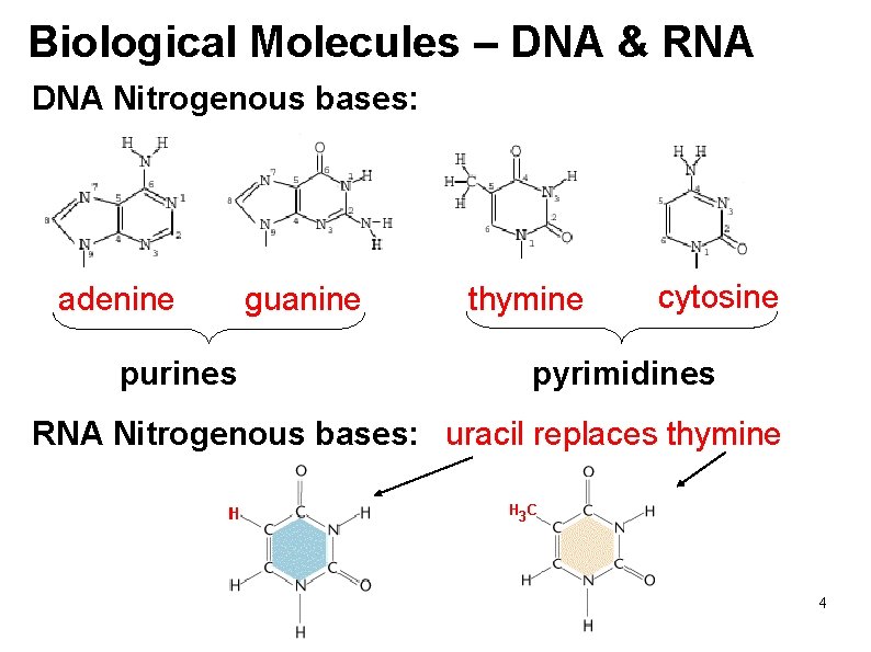 Biological Molecules – DNA & RNA DNA Nitrogenous bases: adenine purines guanine thymine cytosine
