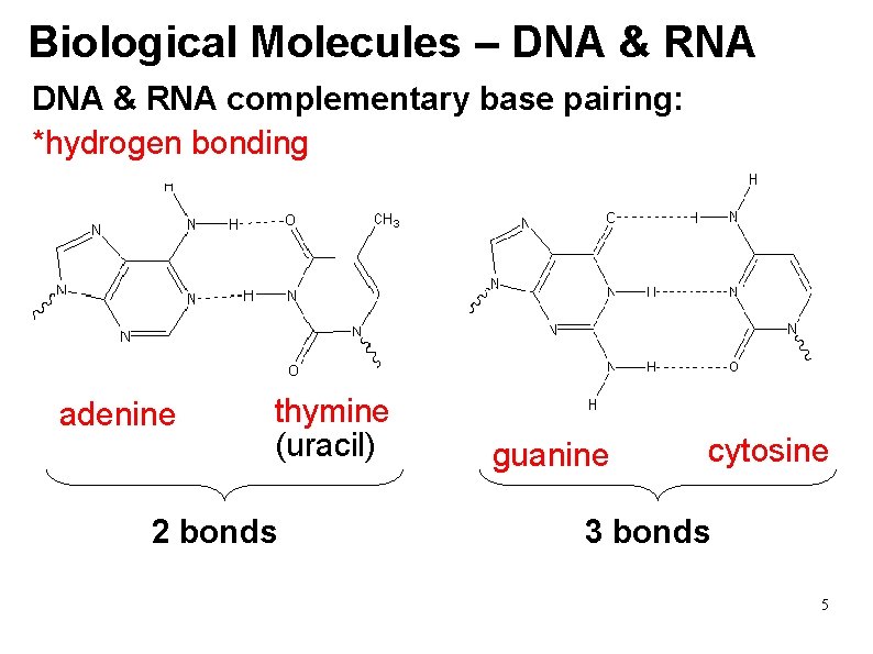 Biological Molecules – DNA & RNA complementary base pairing: *hydrogen bonding adenine thymine (uracil)