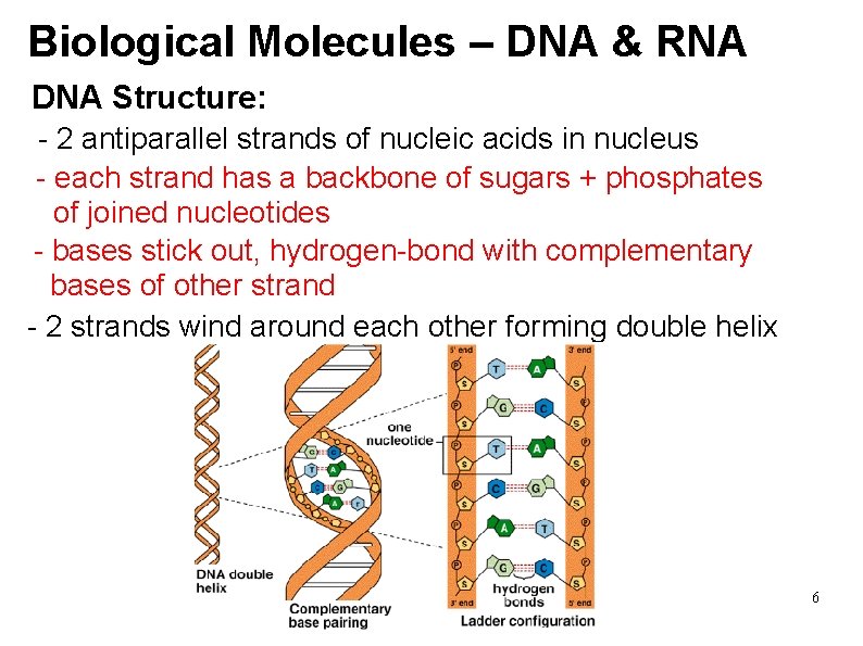 Biological Molecules – DNA & RNA DNA Structure: - 2 antiparallel strands of nucleic