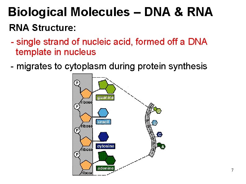 Biological Molecules – DNA & RNA Structure: - single strand of nucleic acid, formed