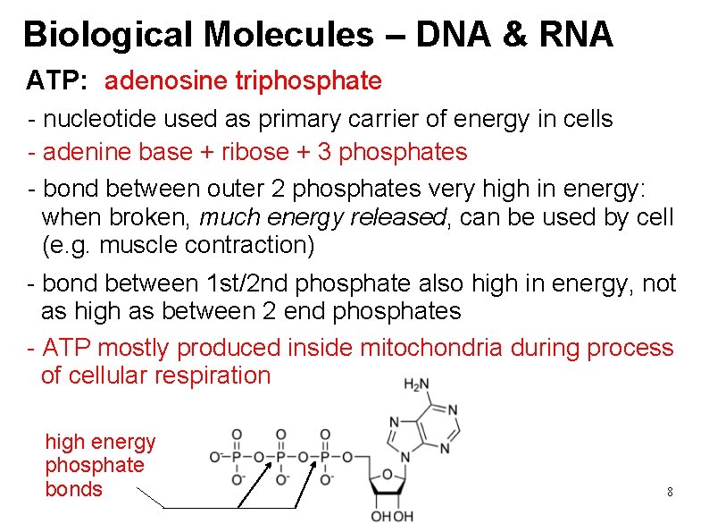 Biological Molecules – DNA & RNA ATP: adenosine triphosphate - nucleotide used as primary