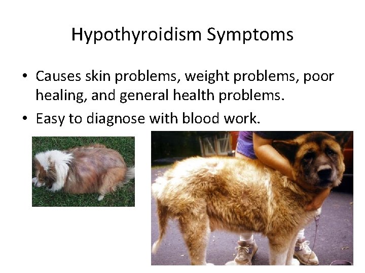 Hypothyroidism Symptoms • Causes skin problems, weight problems, poor healing, and general health problems.