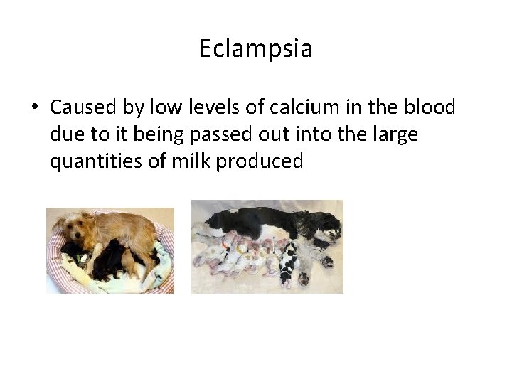 Eclampsia • Caused by low levels of calcium in the blood due to it