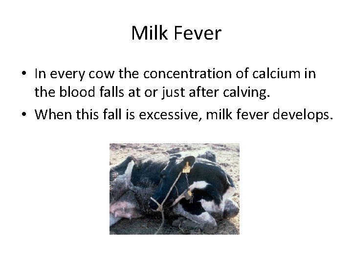 Milk Fever • In every cow the concentration of calcium in the blood falls