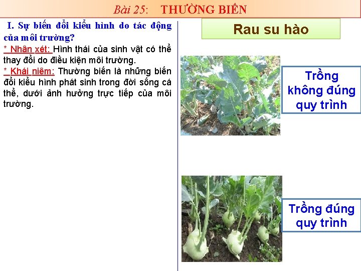 Bài 25: THƯỜNG BIẾN I. Sự biến đổi kiểu hình do tác động của